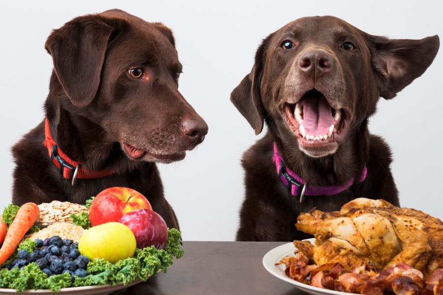 Paws and Whiskers Wellness: A Guide to the Top Pets’ Healthy Diet