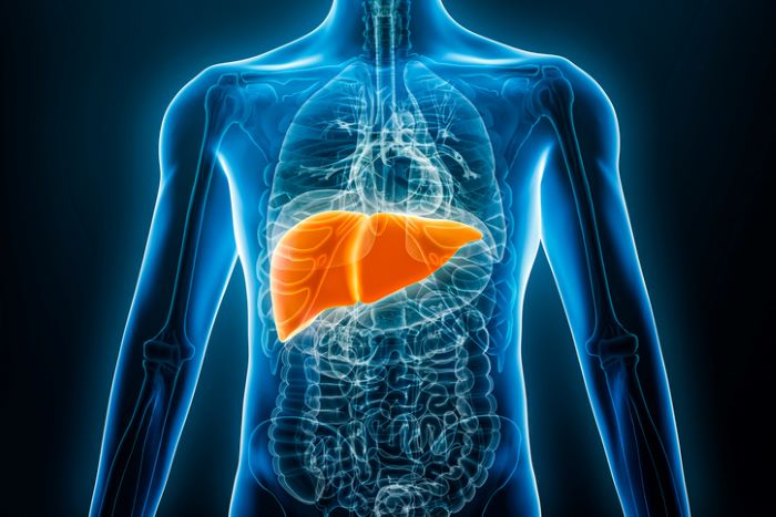 Nurturing Your Liver: A Comprehensive Guide to Optimal Liver Health